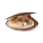 Kalung Mutiara Kerang Asli Wish Pearl Necklace Natural Oyster Pendant Necklace Charm Necklace Gift Box - Image 4